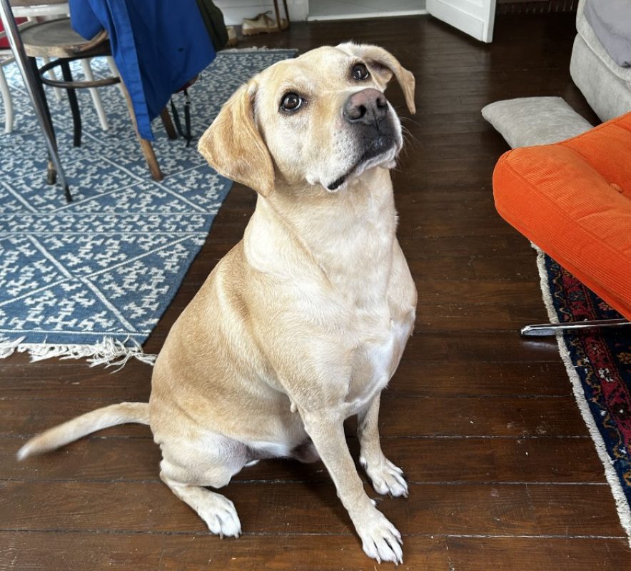Sunny - Chien à adopter - photo 2