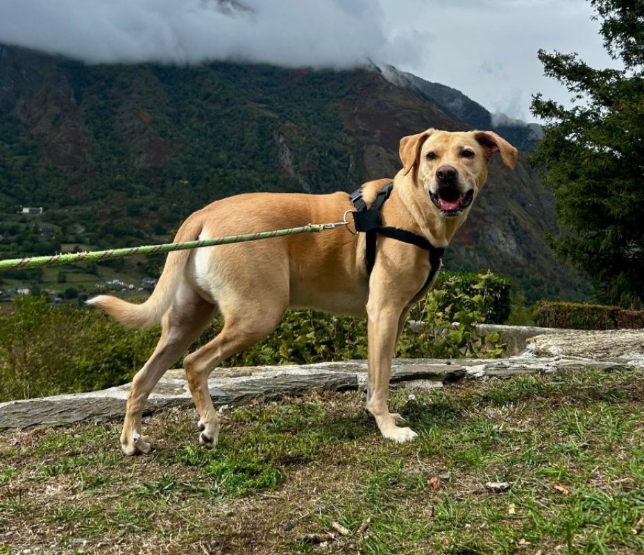 Sunny - Chien à adopter - photo 3
