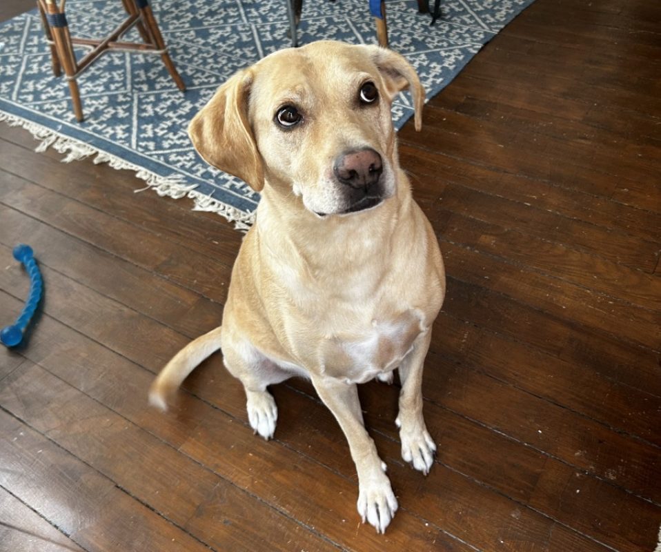 Sunny - Chien à adopter - photo 4