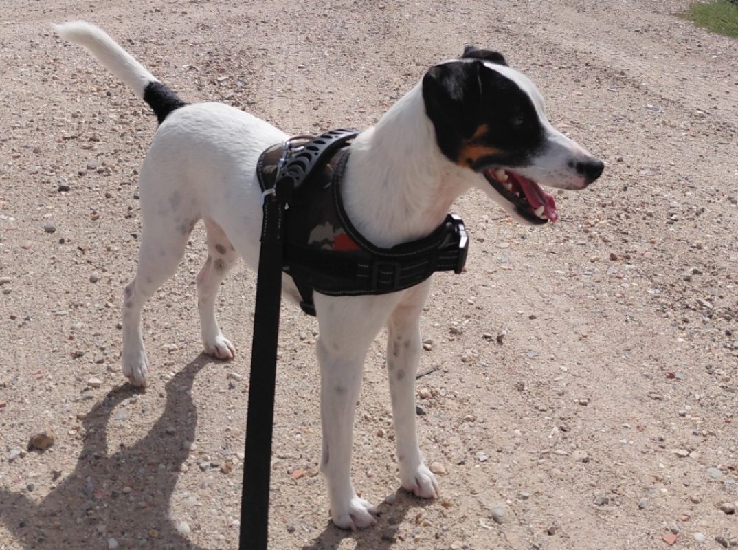 Oupsy - Chien à adopter - photo 3