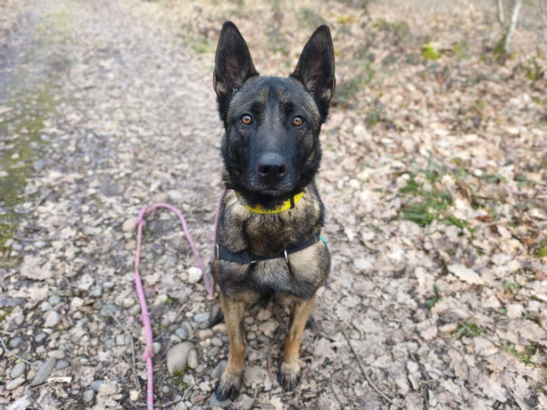 Uros - Chien Berger Belge Malinois à adopter