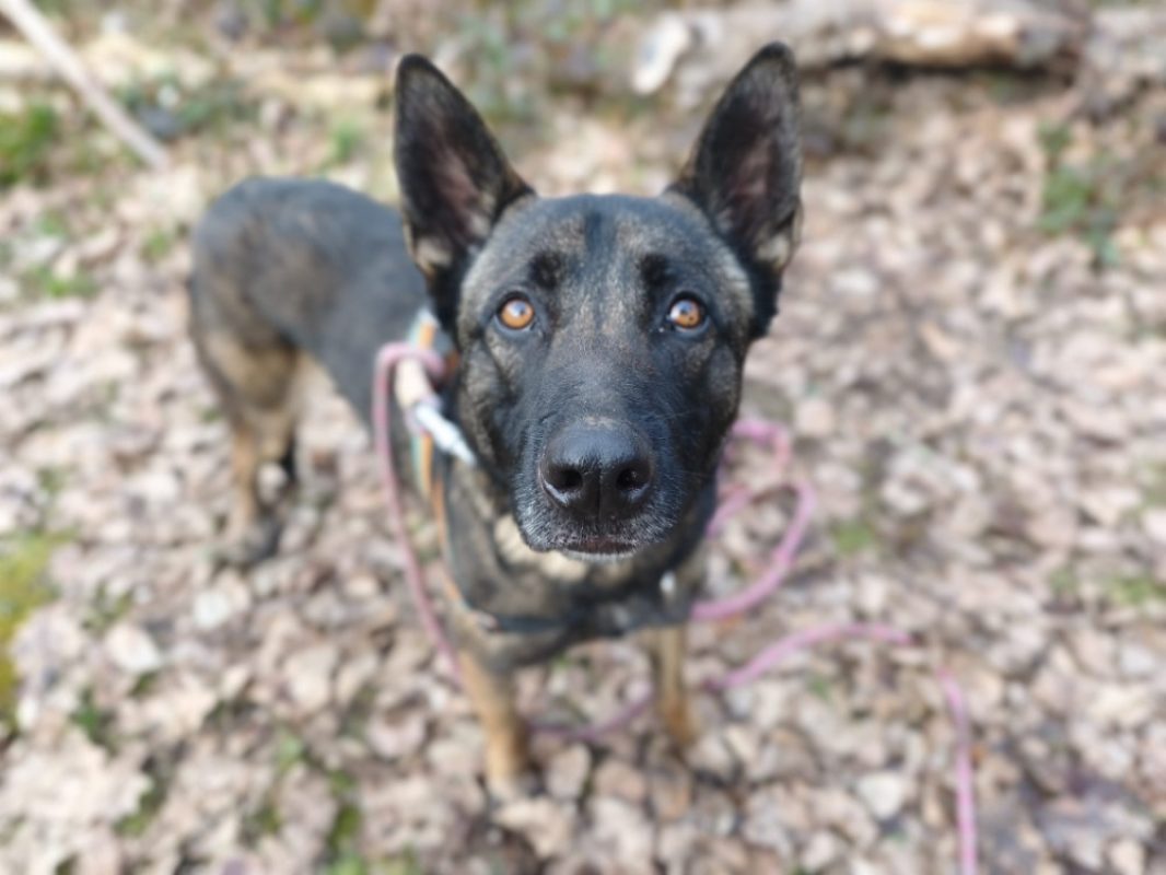 Uros - Chien Berger Belge Malinois à adopter - photo 2