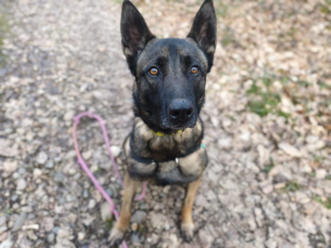 Uros - Chien Berger Belge Malinois à adopter - photo 3