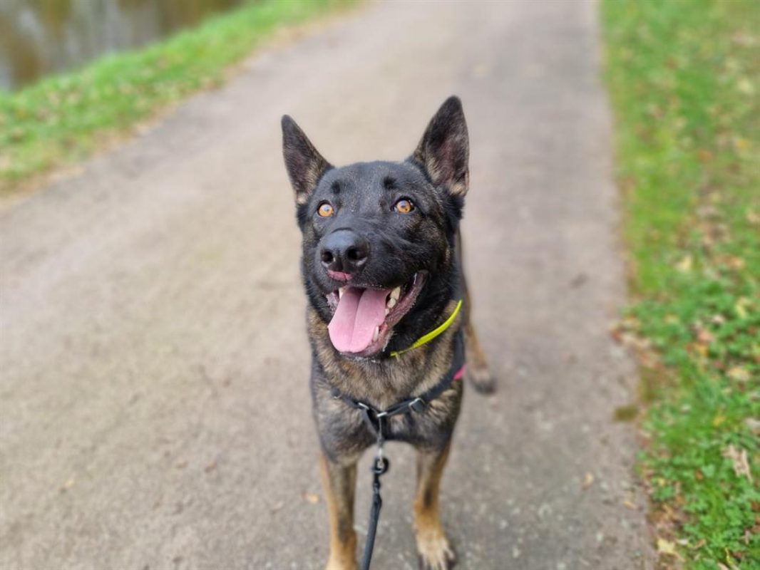 Uros - Chien Berger Belge Malinois à adopter - photo 4