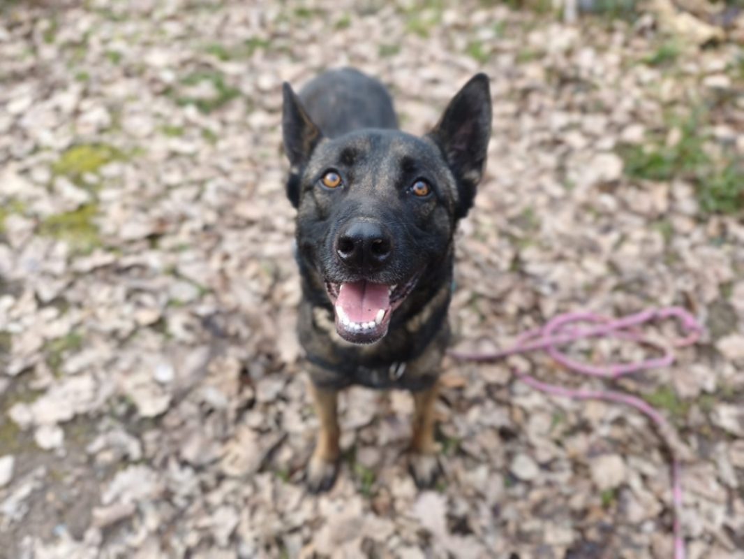 Uros - Chien Berger Belge Malinois à adopter - photo 5