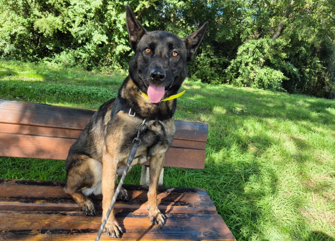 Uros - Chien Berger Belge Malinois à adopter - photo 6