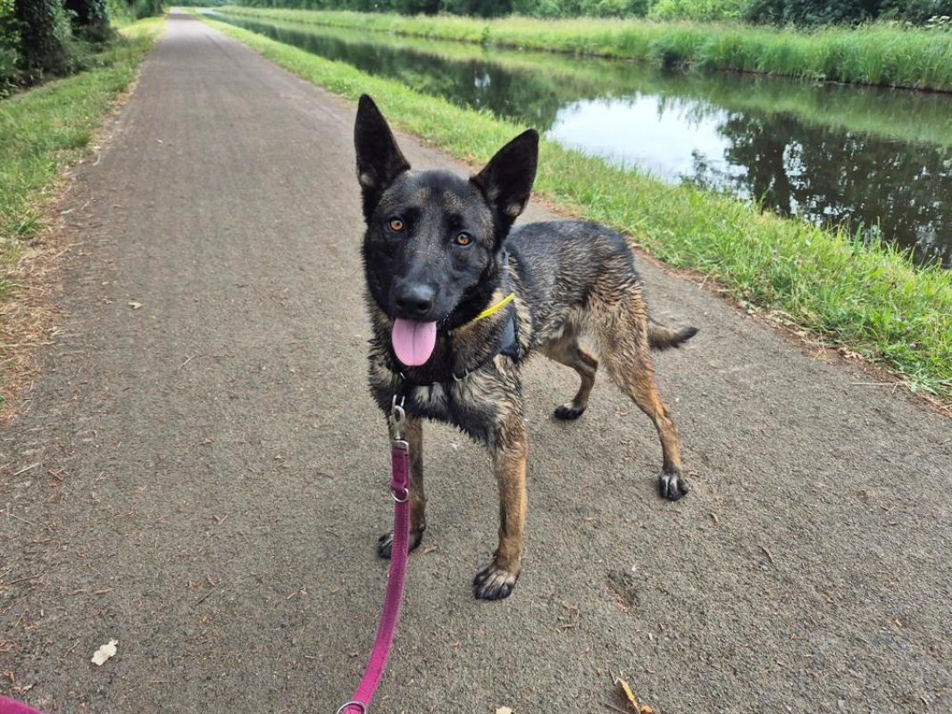 Uros - Chien Berger Belge Malinois à adopter - photo 7