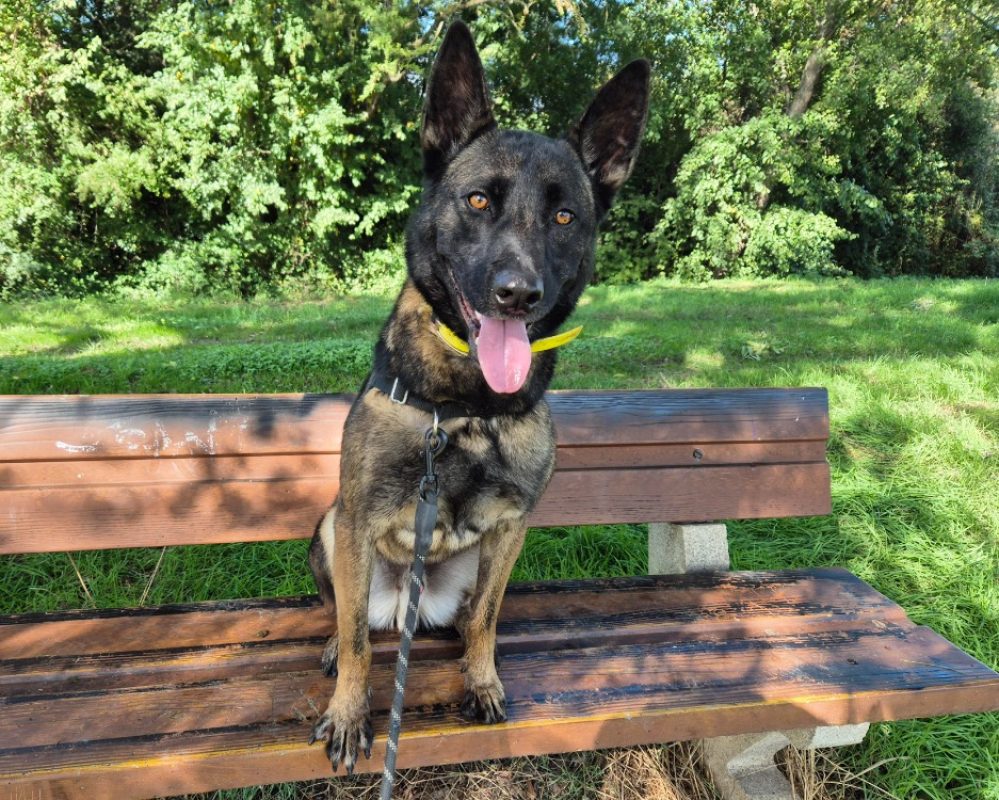 Uros - Chien Berger Belge Malinois à adopter - photo 8