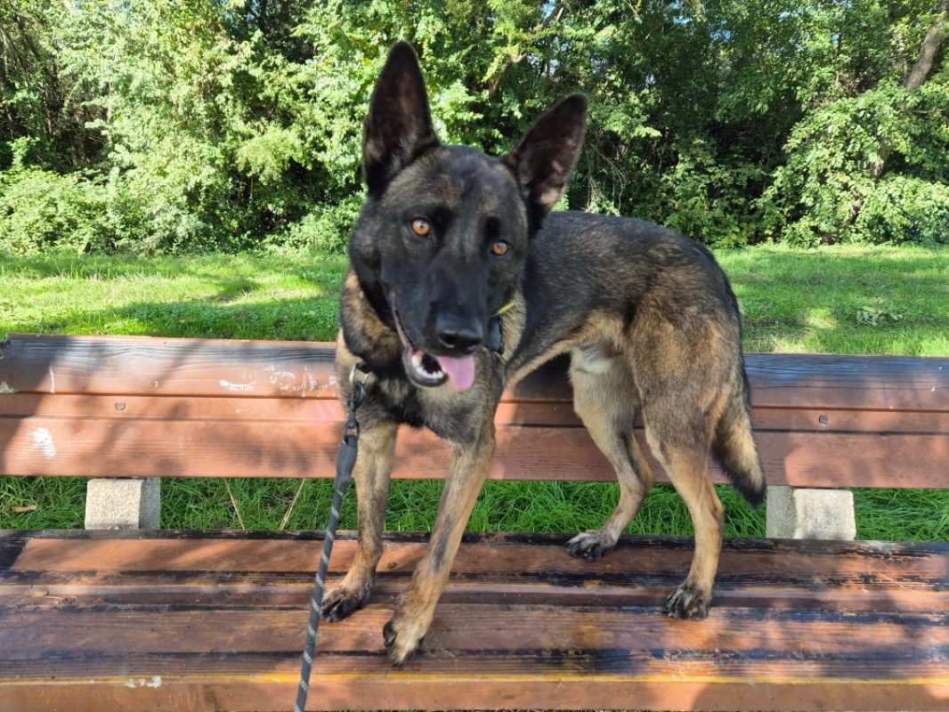 Uros - Chien Berger Belge Malinois à adopter - photo 9