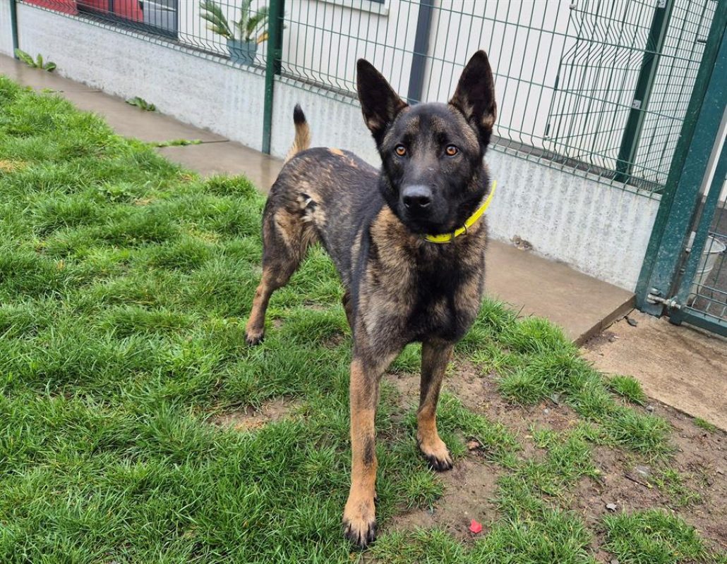 Uros - Chien Berger Belge Malinois à adopter - photo 10