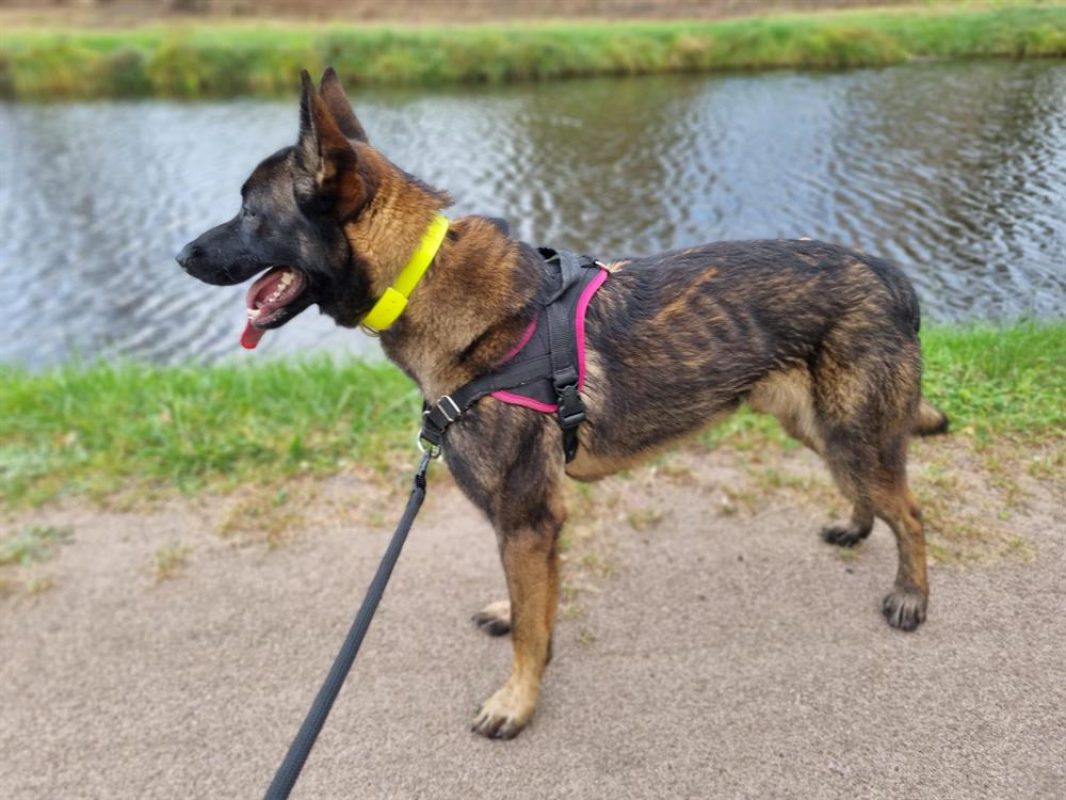 Uros - Chien Berger Belge Malinois à adopter - photo 11