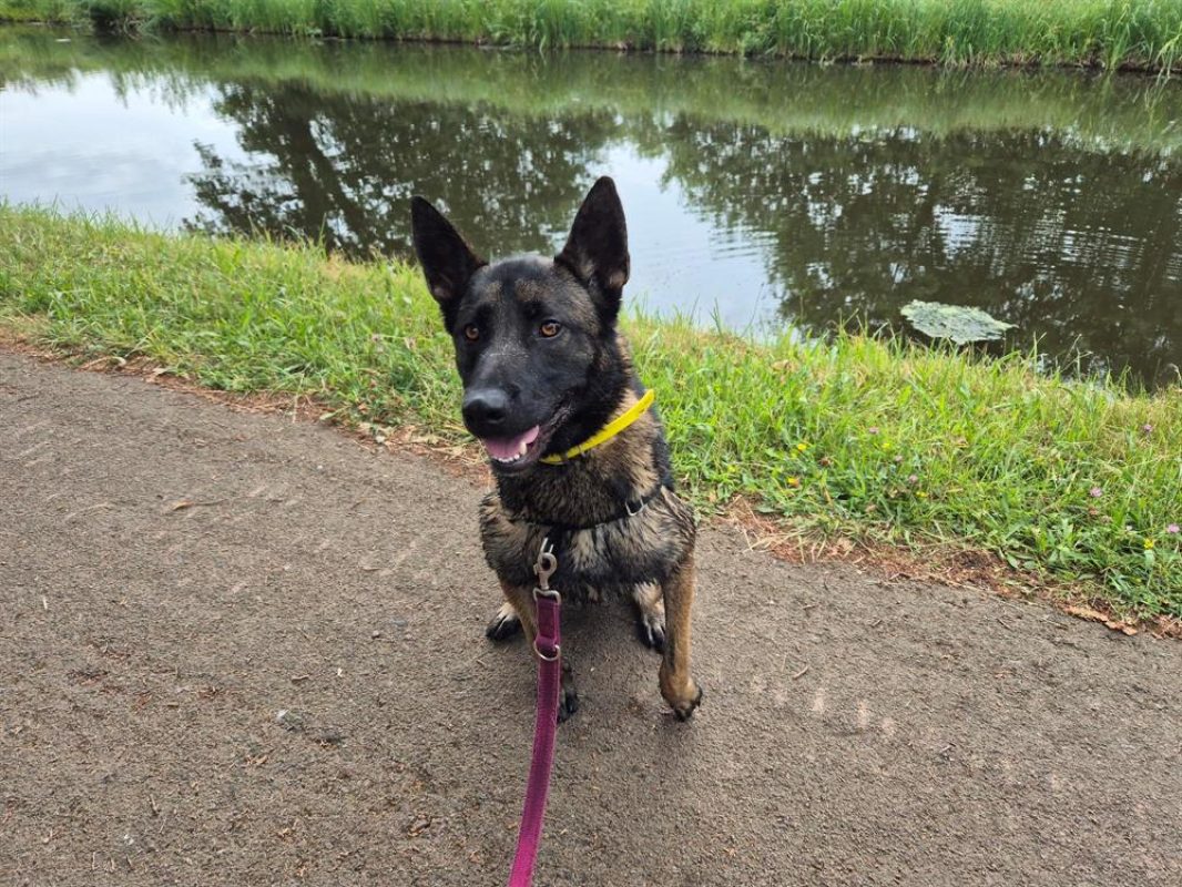 Uros - Chien Berger Belge Malinois à adopter - photo 12