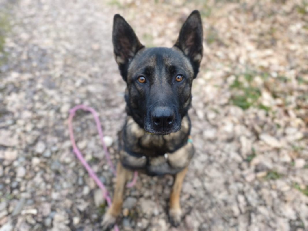 Uros - Chien Berger Belge Malinois à adopter - photo 13