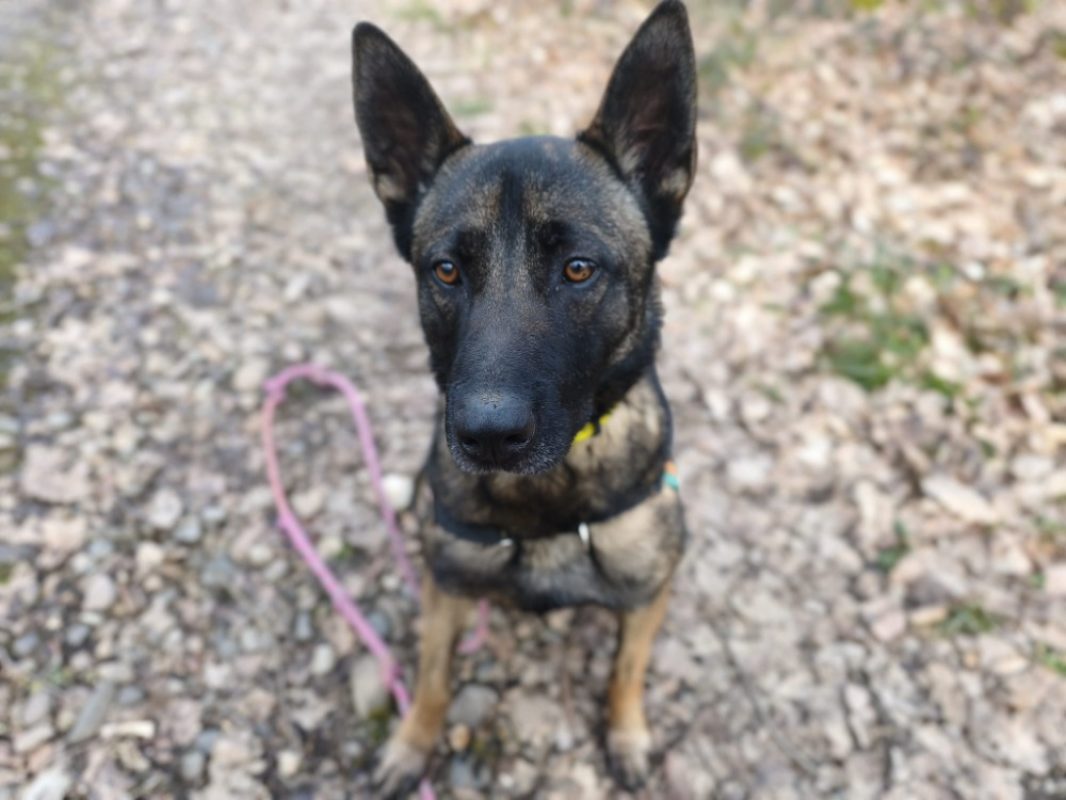 Uros - Chien Berger Belge Malinois à adopter - photo 14