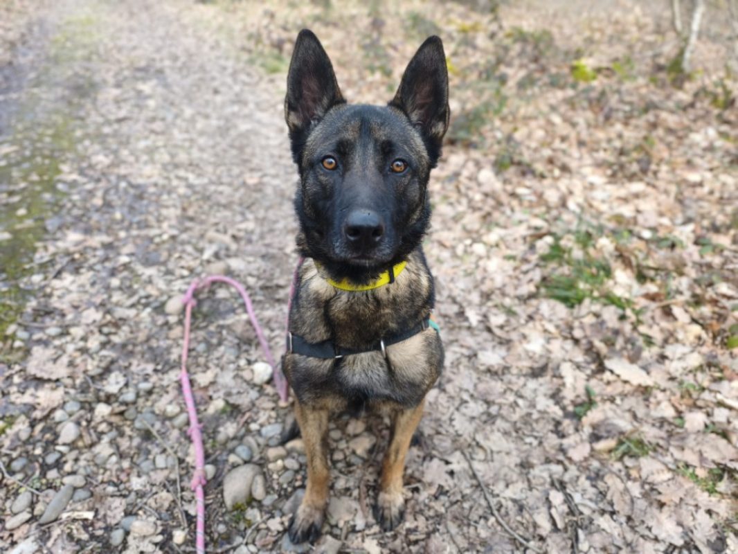 Uros - Chien Berger Belge Malinois à adopter - photo 15