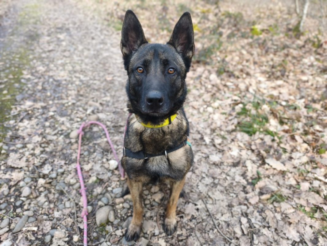 Uros - Chien Berger Belge Malinois à adopter - photo 16