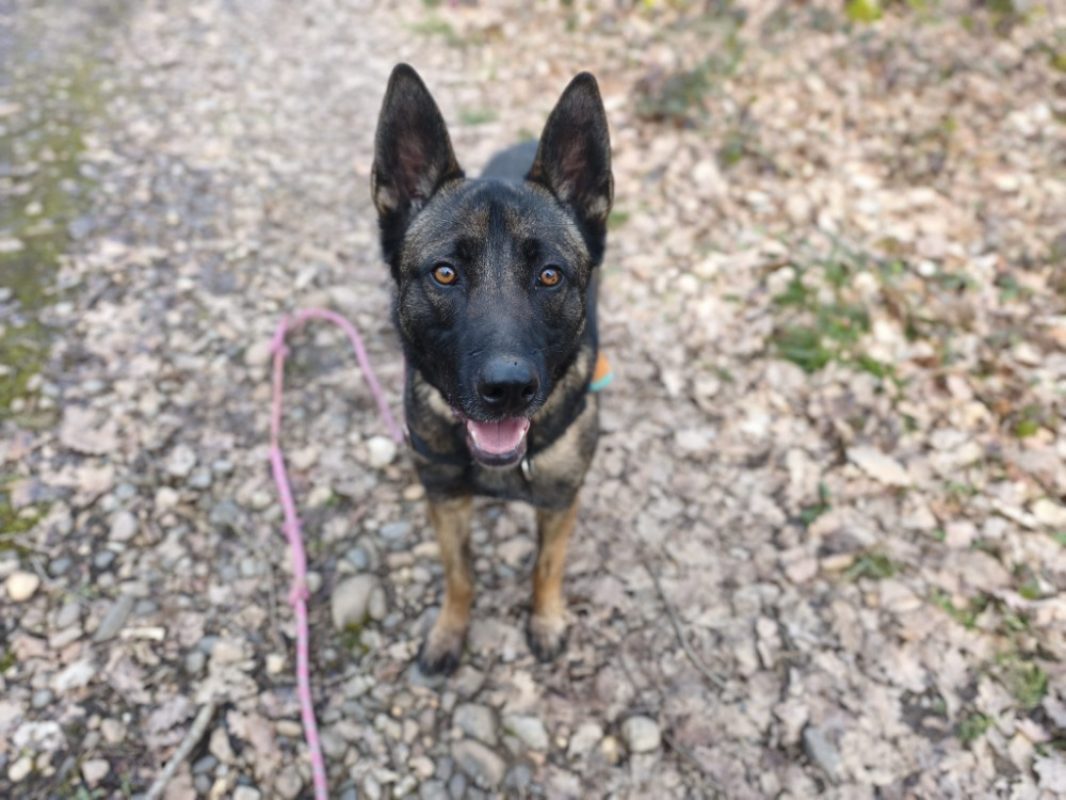 Uros - Chien Berger Belge Malinois à adopter - photo 17