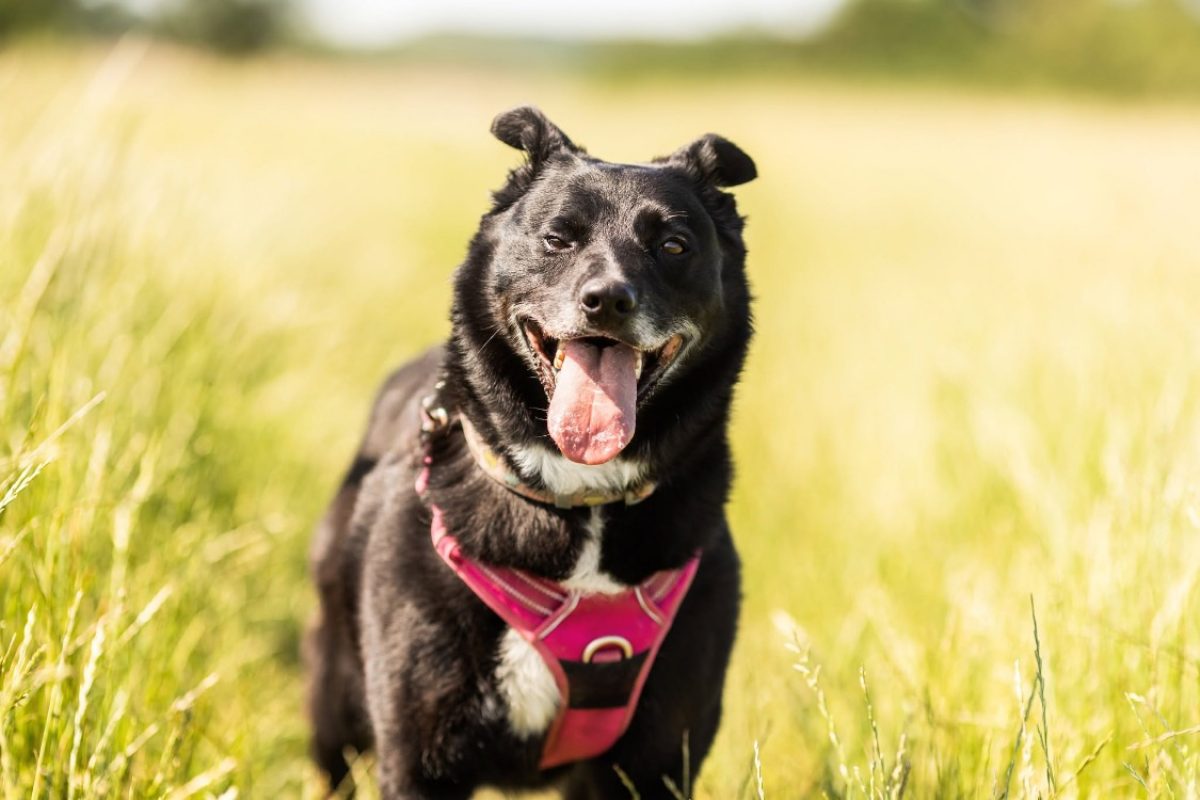 Chipie - Chien à adopter
