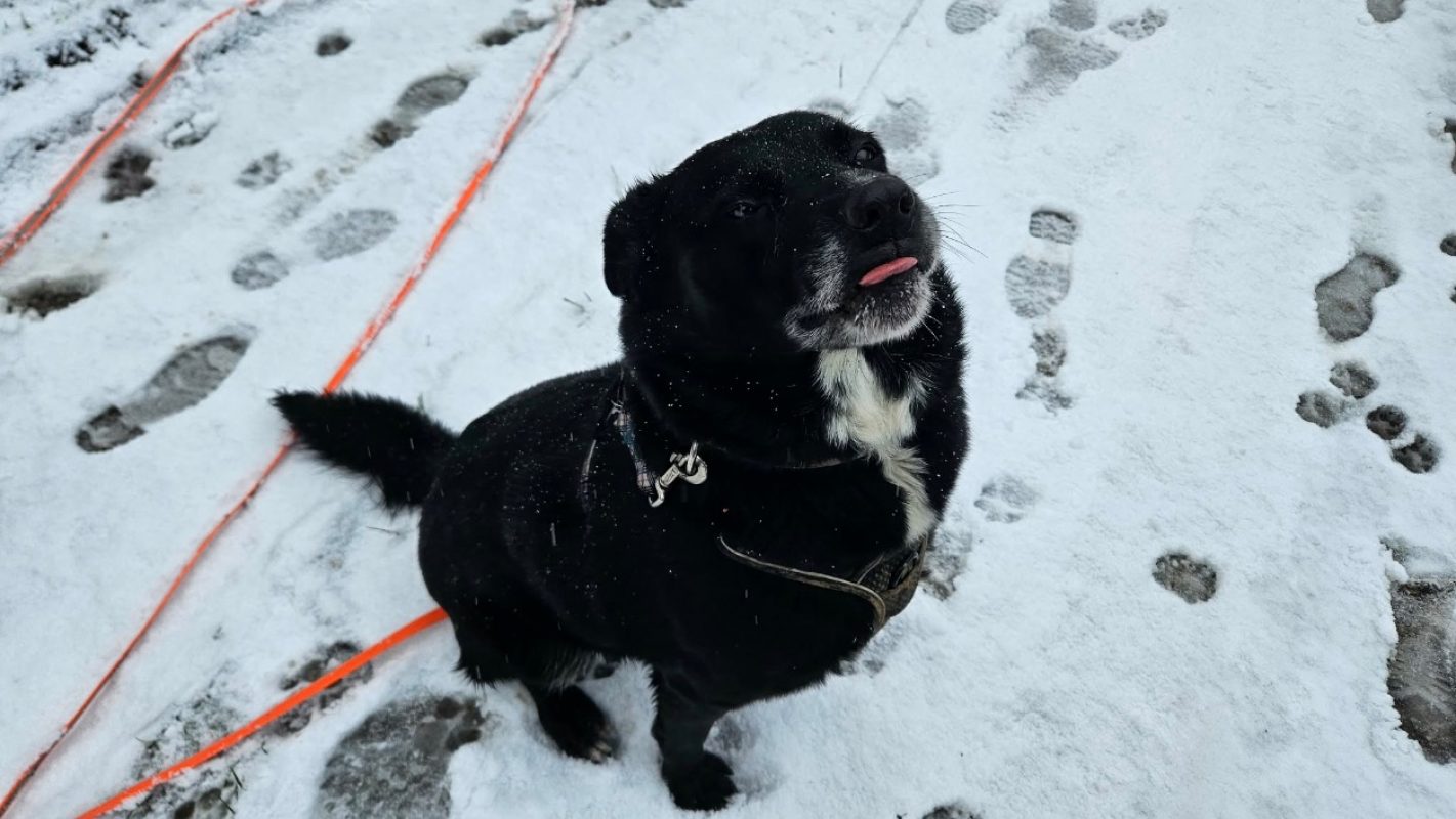 Chipie - Chien à adopter - photo 4