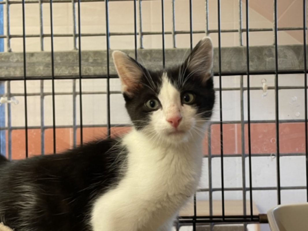Jeminy - Chat Européen à adopter