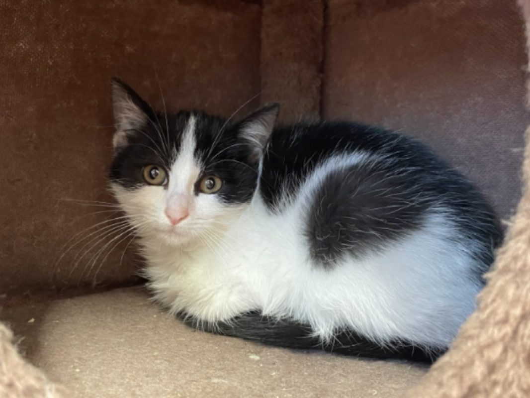 Lovy - Chat Européen à adopter