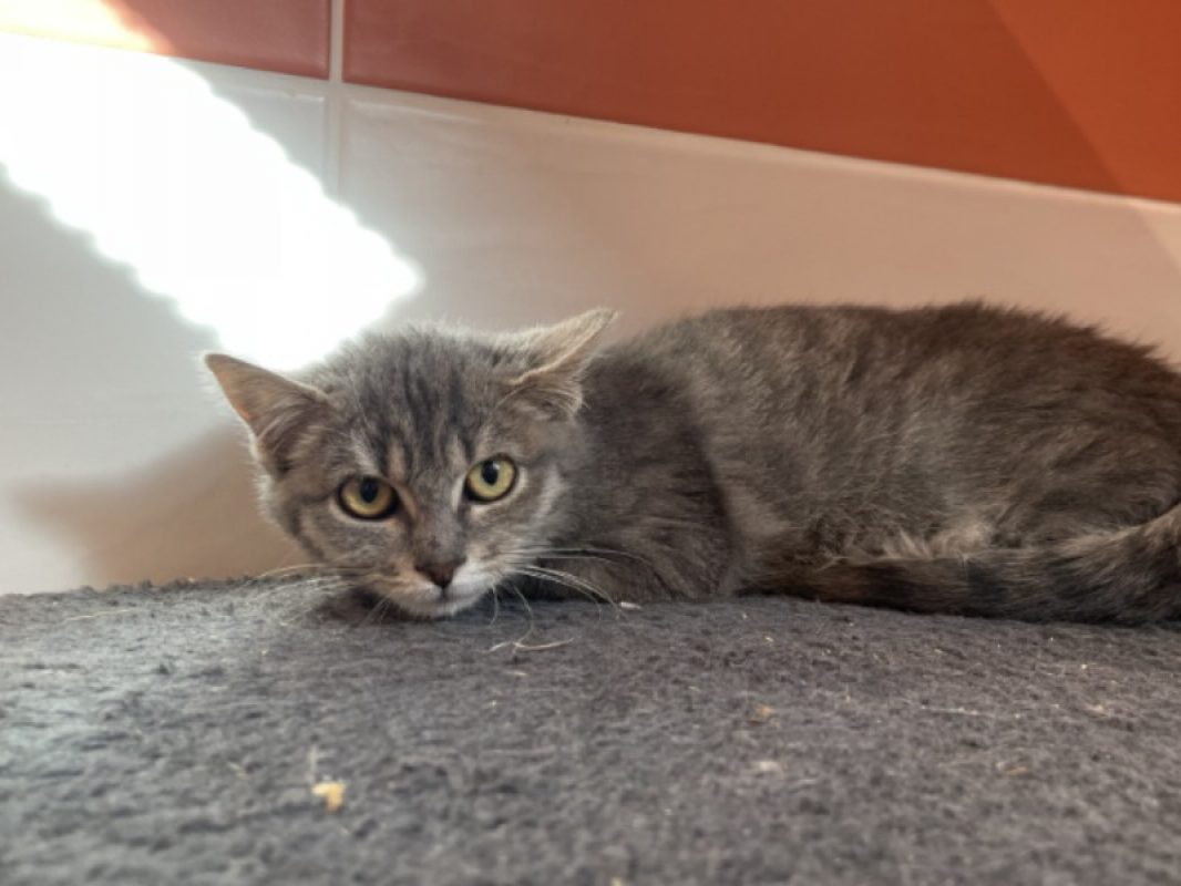 Peps - Chat Européen à adopter