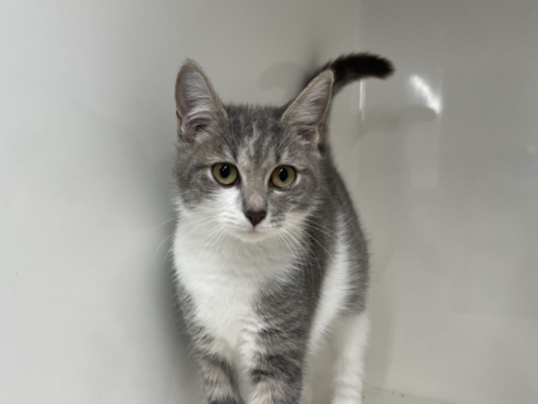 Sally - Chat Européen à adopter