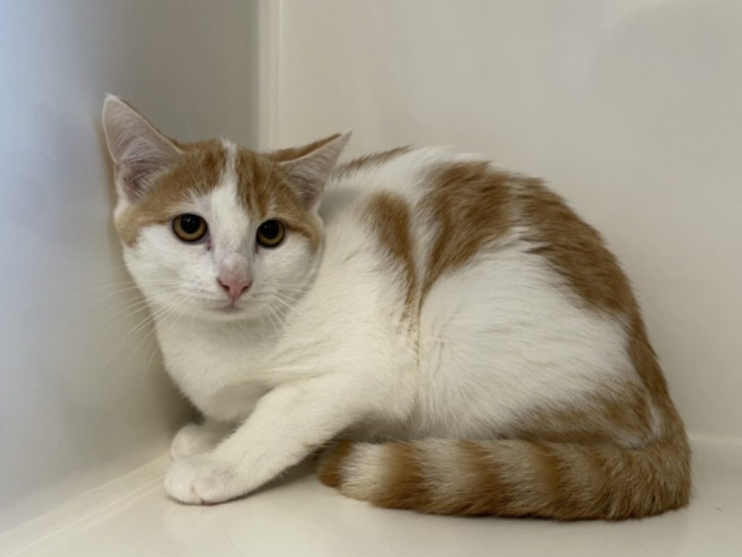 Biwak - Chat Européen à adopter