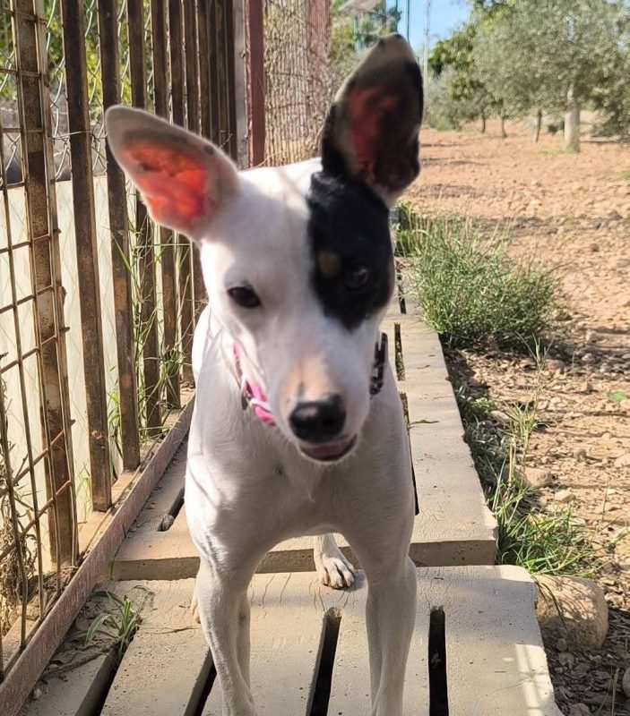 Paloma - Chien Ratonero Bodeguero Andaluz à adopter