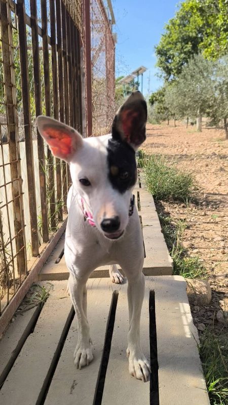 Paloma - Chien Ratonero Bodeguero Andaluz à adopter - photo 5