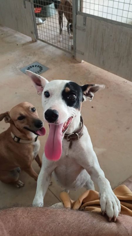 Paloma - Chien Ratonero Bodeguero Andaluz à adopter - photo 6