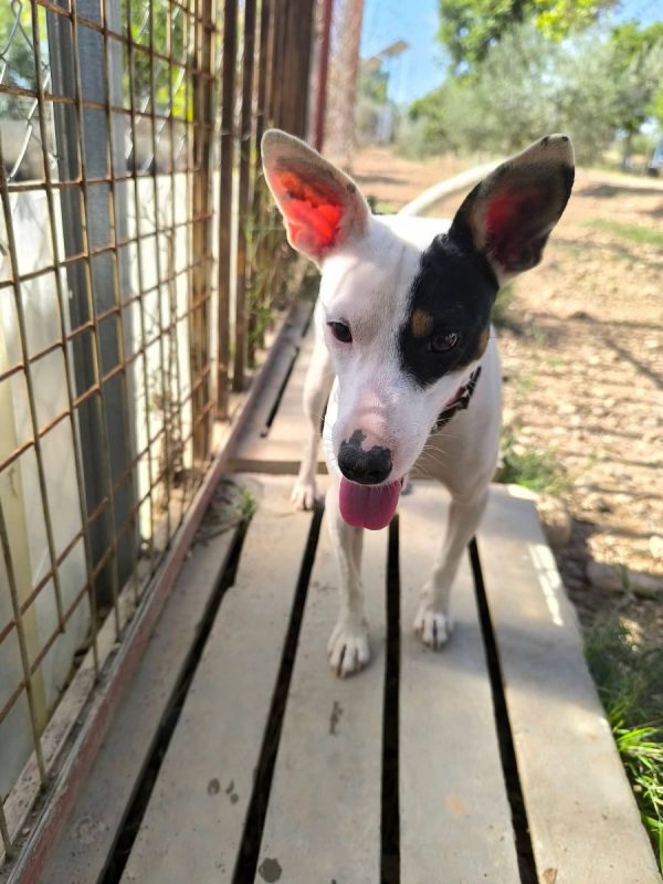 Paloma - Chien Ratonero Bodeguero Andaluz à adopter - photo 10