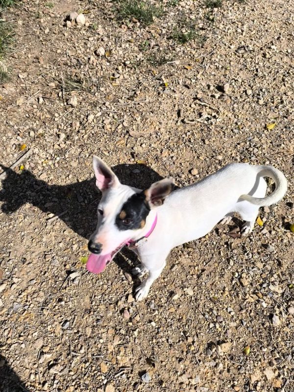 Paloma - Chien Ratonero Bodeguero Andaluz à adopter - photo 3