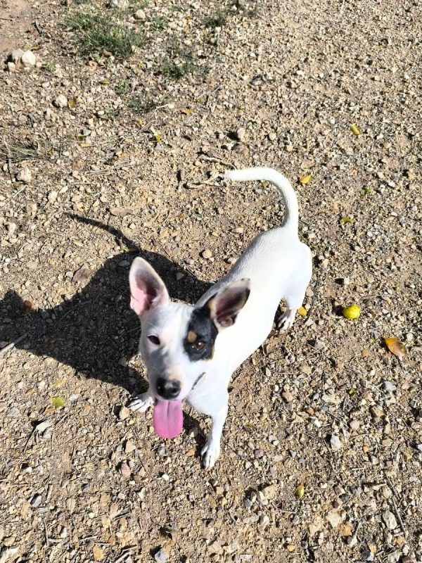 Paloma - Chien Ratonero Bodeguero Andaluz à adopter - photo 9
