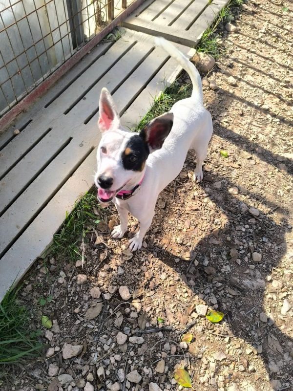 Paloma - Chien Ratonero Bodeguero Andaluz à adopter - photo 2