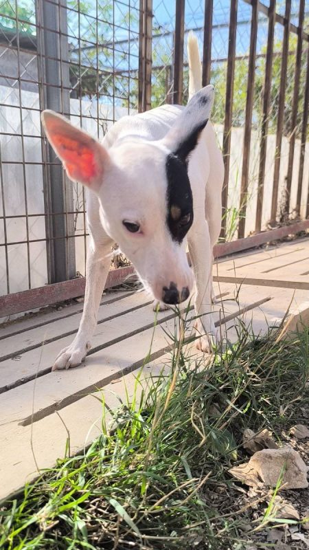 Paloma - Chien Ratonero Bodeguero Andaluz à adopter - photo 4