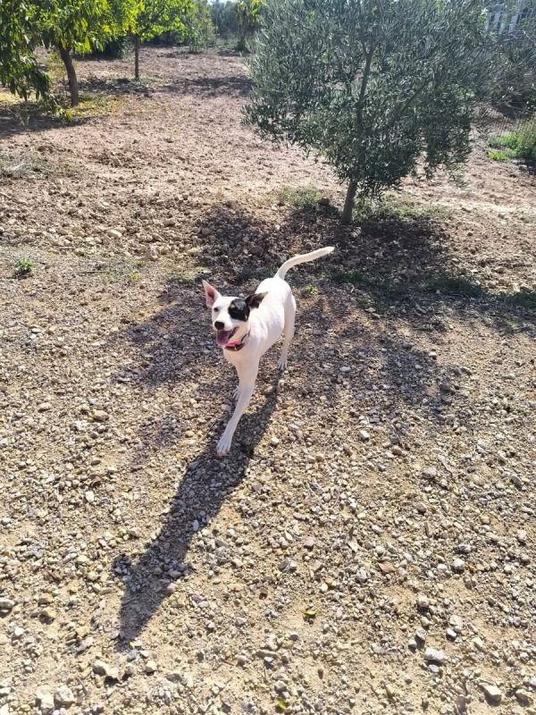 Paloma - Chien Ratonero Bodeguero Andaluz à adopter - photo 8
