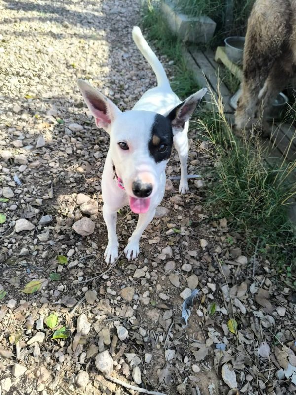 Paloma - Chien Ratonero Bodeguero Andaluz à adopter - photo 7