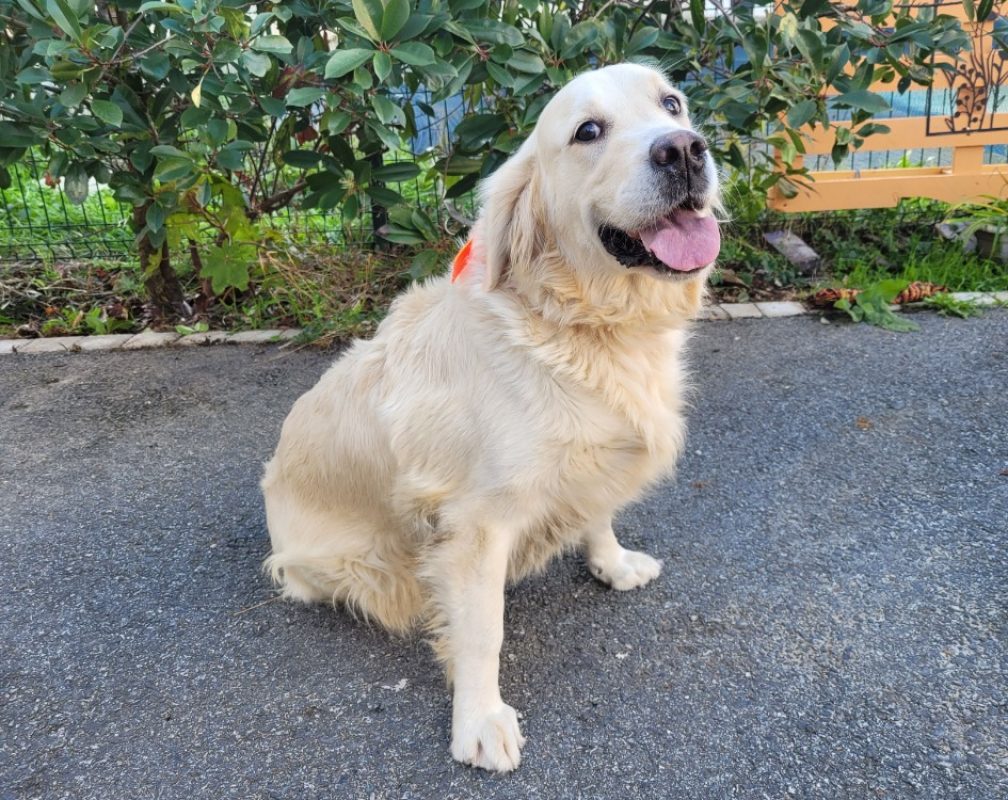 Sinequanon - Chien à adopter