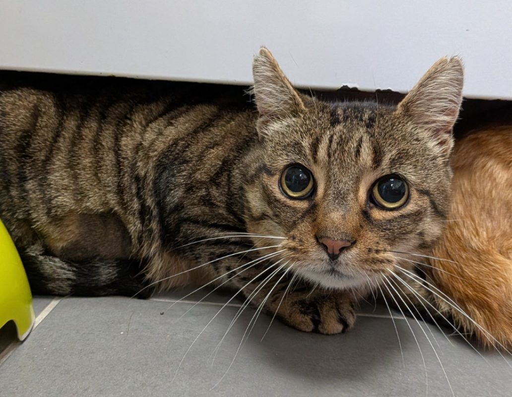 Leslie - Chat Européen à adopter