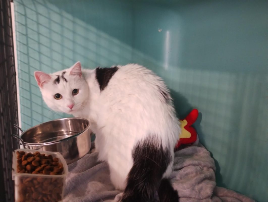 Simba - Chat Européen à adopter