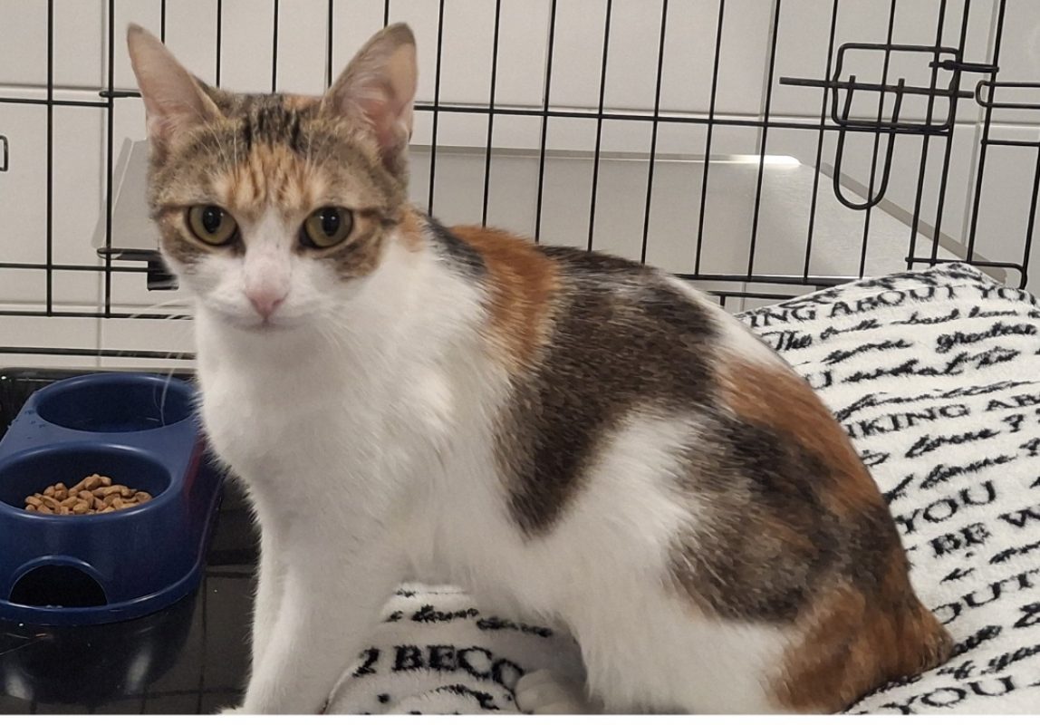 Kira - Chat Européen à adopter