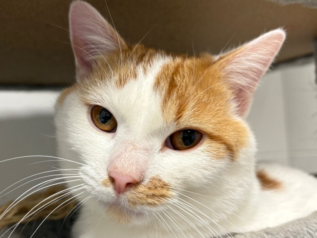 Gueulton - Chat Européen à adopter