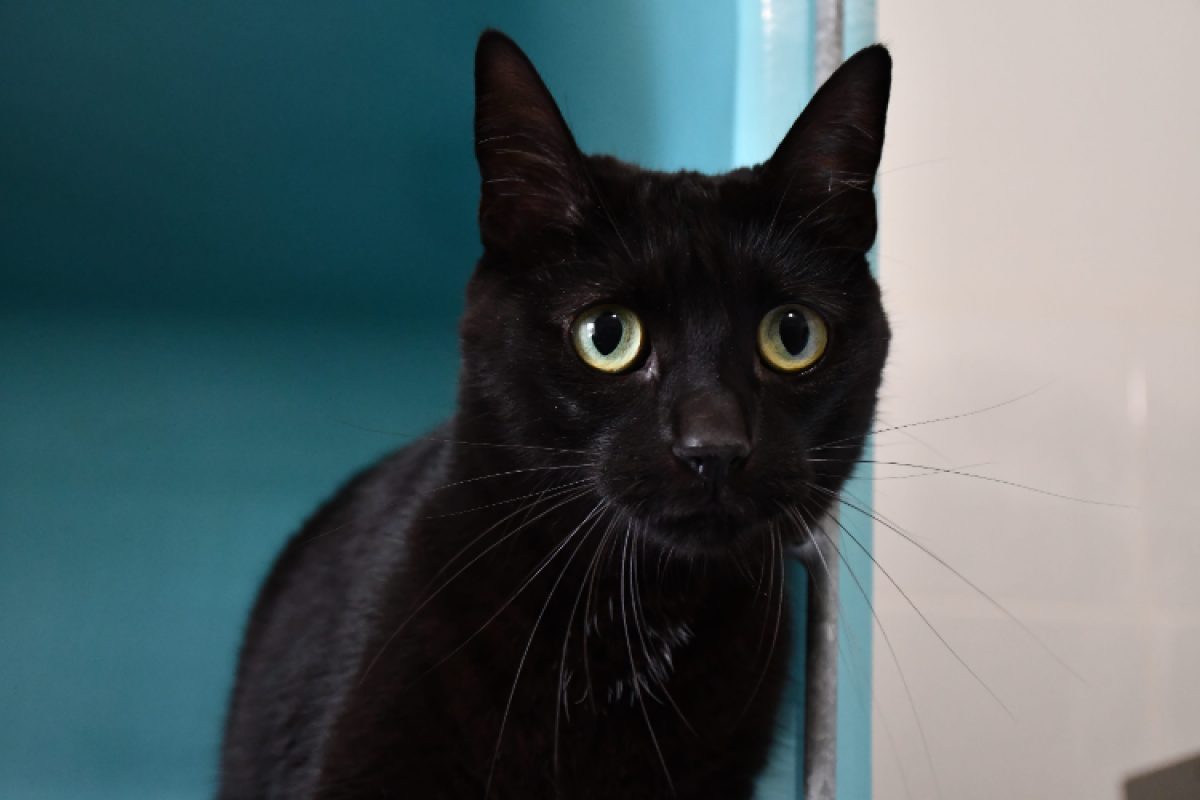 Timon - Chat Européen à adopter