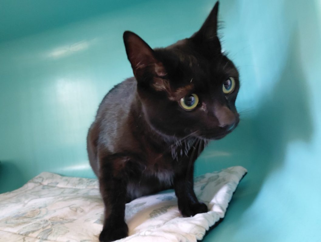 Timon - Chat Européen à adopter - photo 2