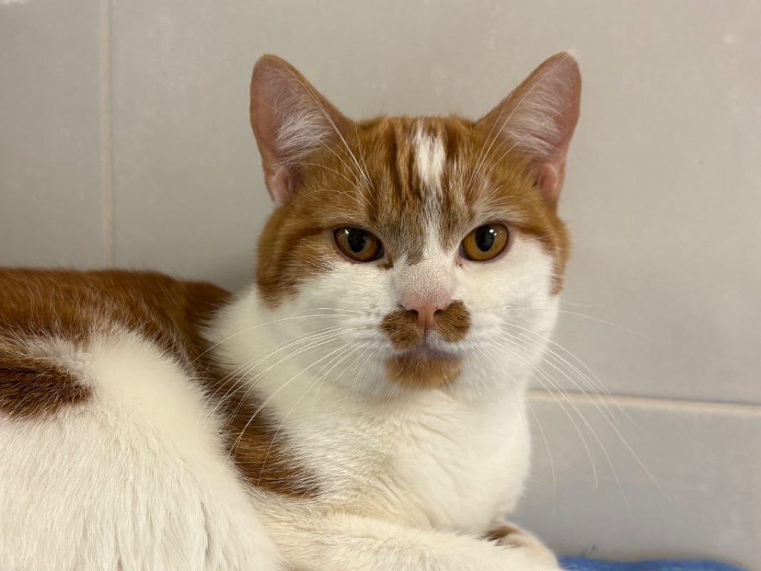 Popote - Chat Européen à adopter