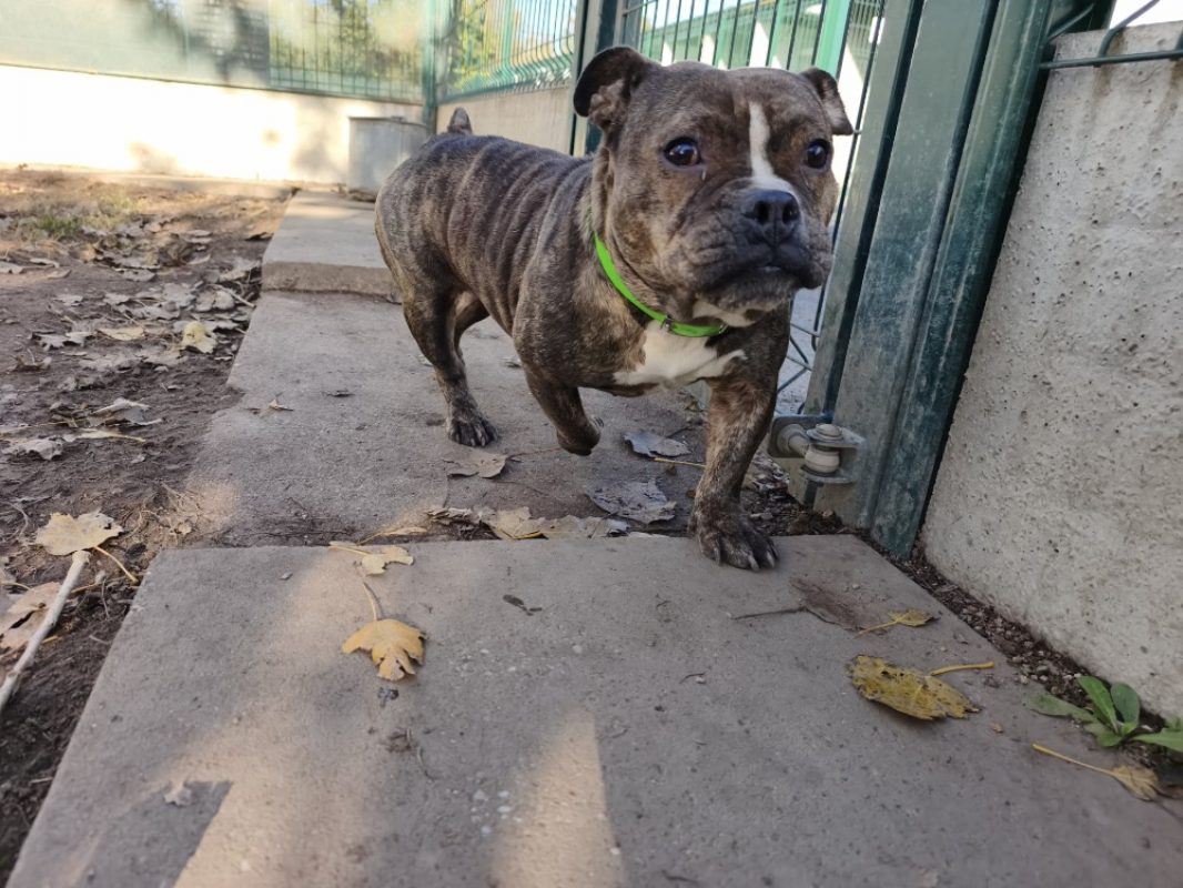 Lilas - Chien American Bully à adopter