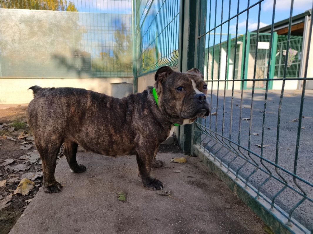 Lilas - Chien American Bully à adopter - photo 2