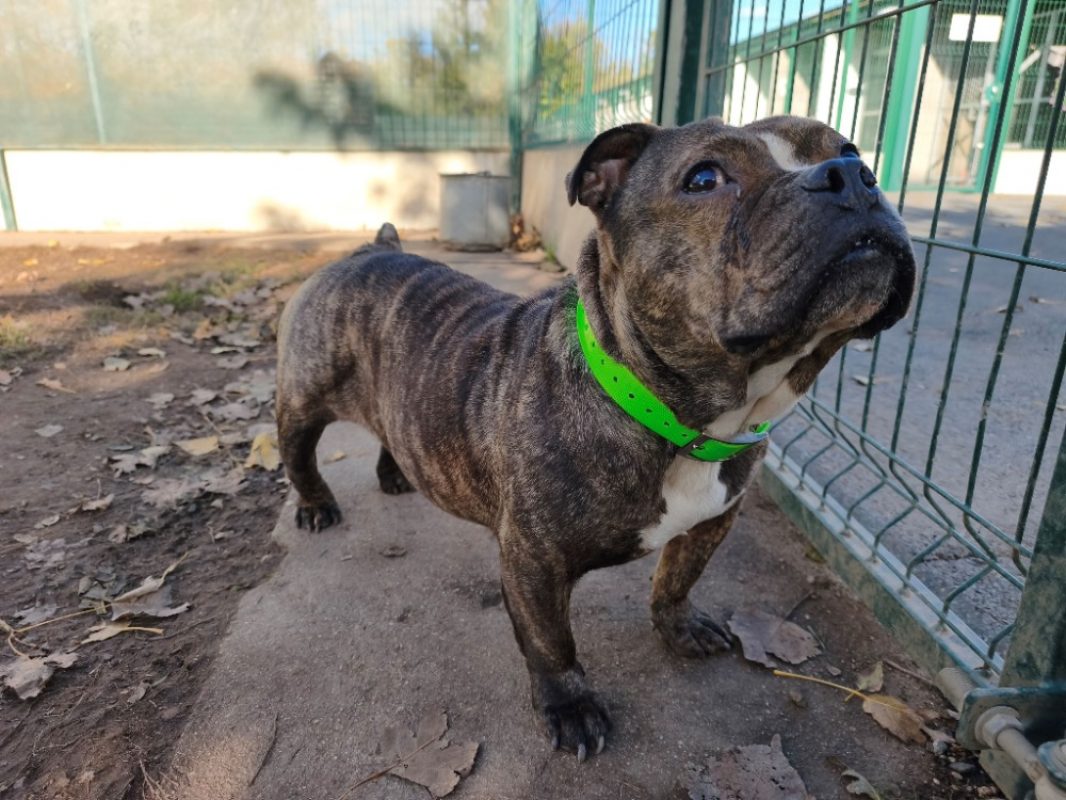 Lilas - Chien American Bully à adopter - photo 3