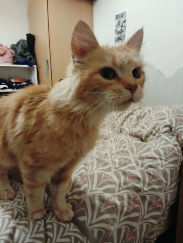 🩷 Bistouri, 9 mois : une petite boule d’amour rien que pour vous ! - Chat à adopter